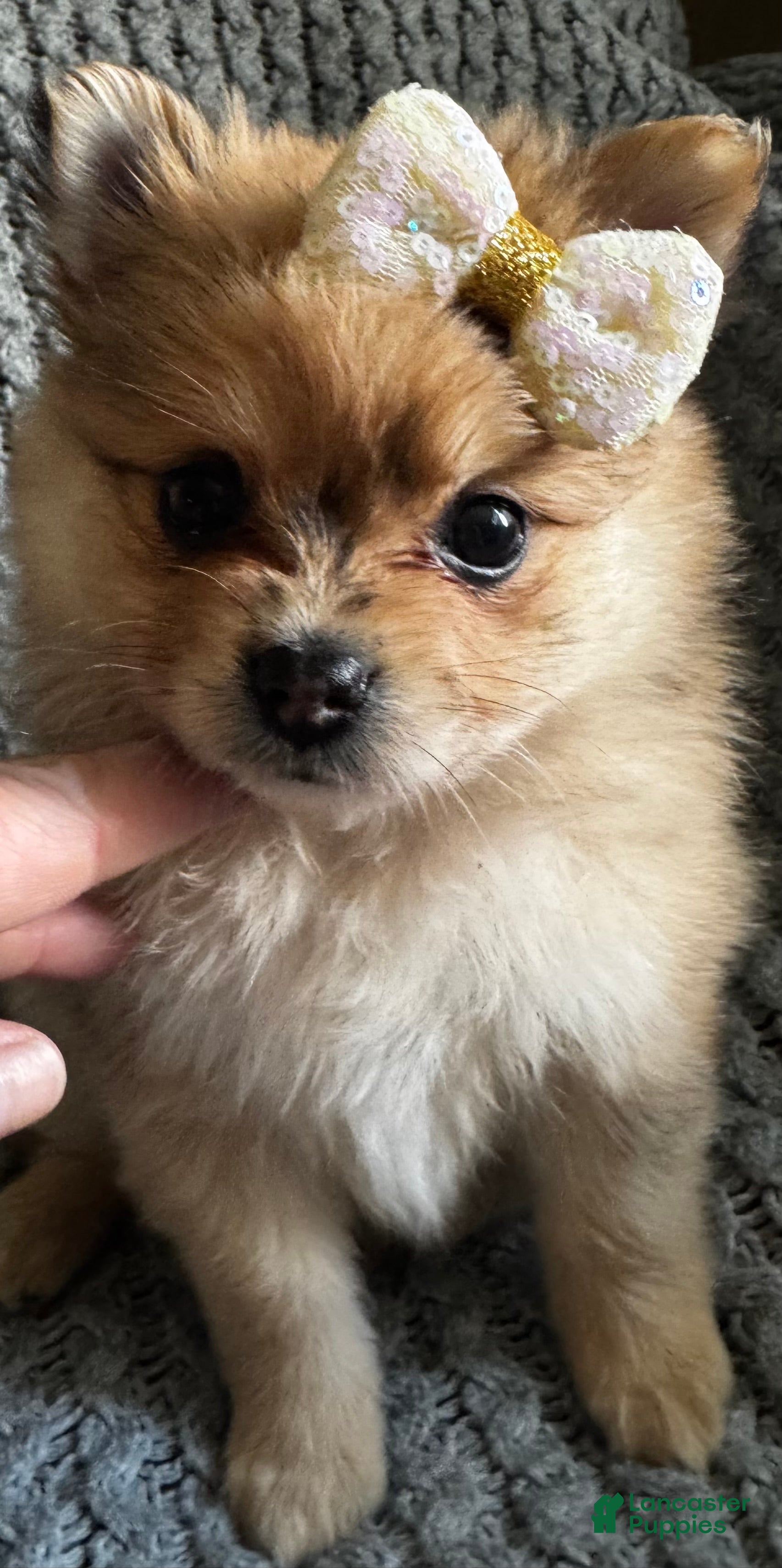 Pomeranian dogs Jasmine - Ad 1