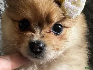 Pomeranian dogs for sale: Jasmine - Ad 2