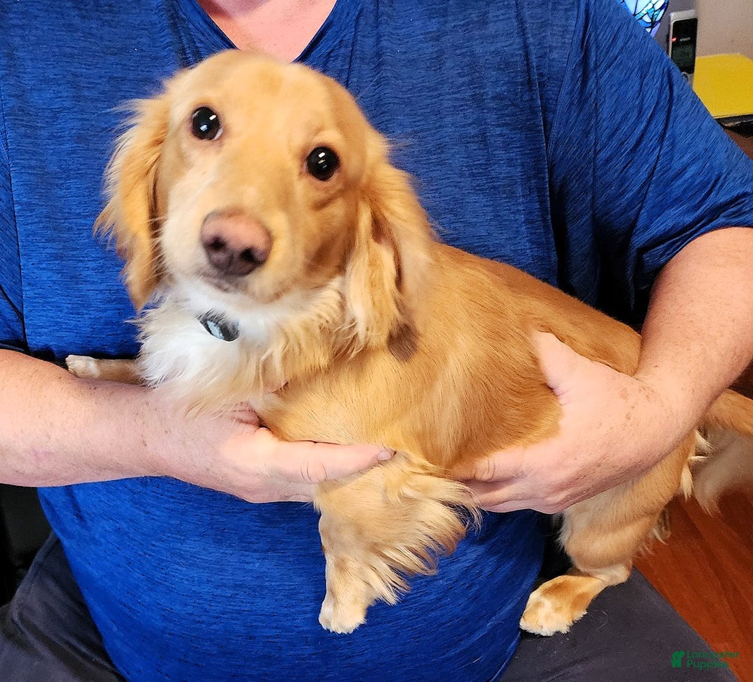 Miniature Dachshund dogs for sale: Honey - Ad 5