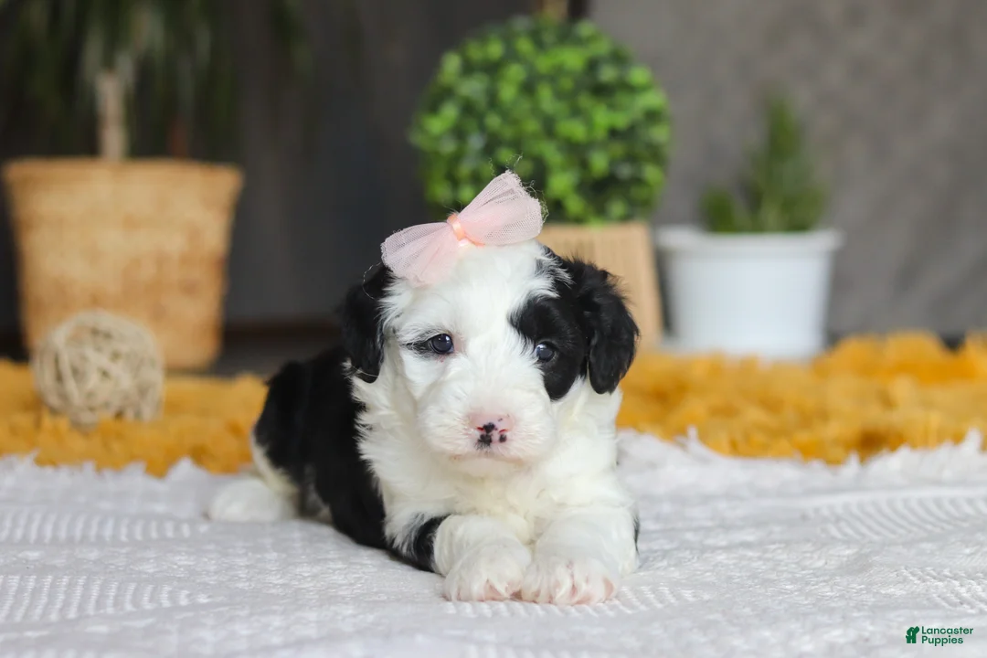 Sheepadoodle dogs for sale: Bunni - Ad 6