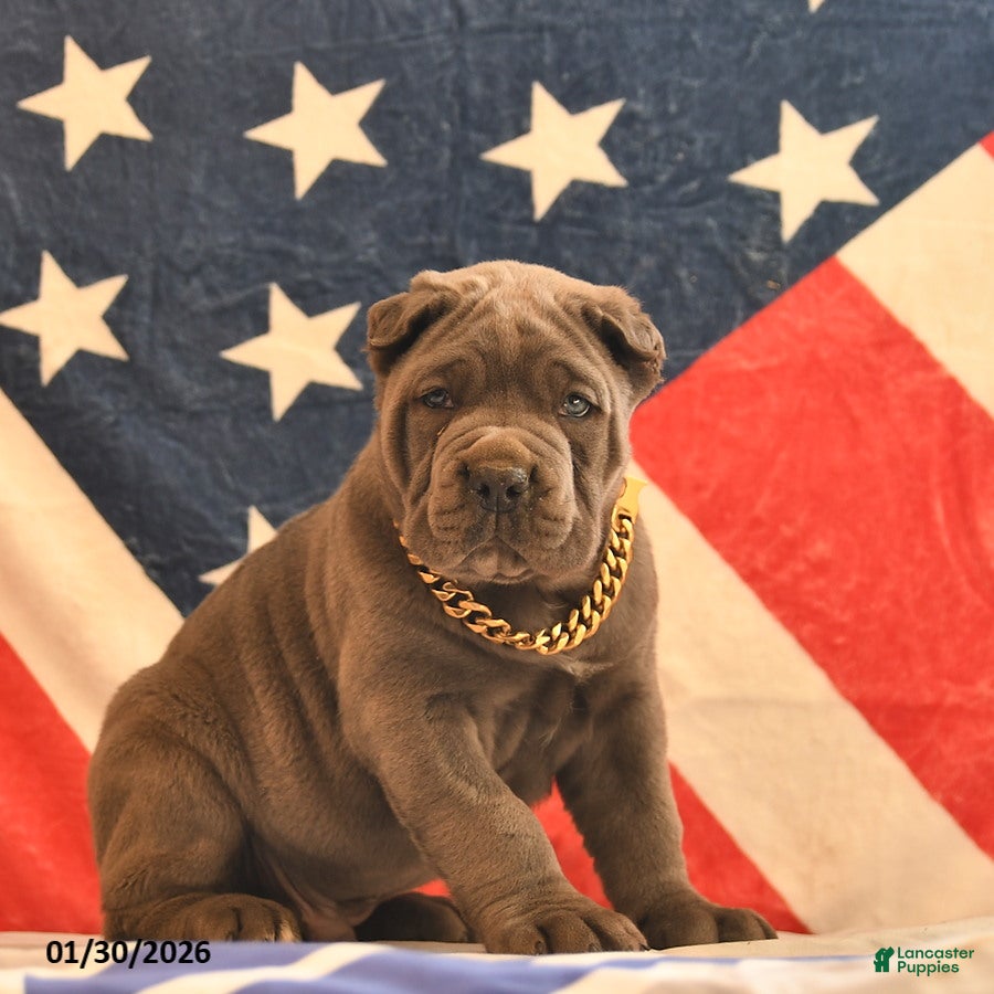 Cane Corso dogs Isaiah  - Ad 2