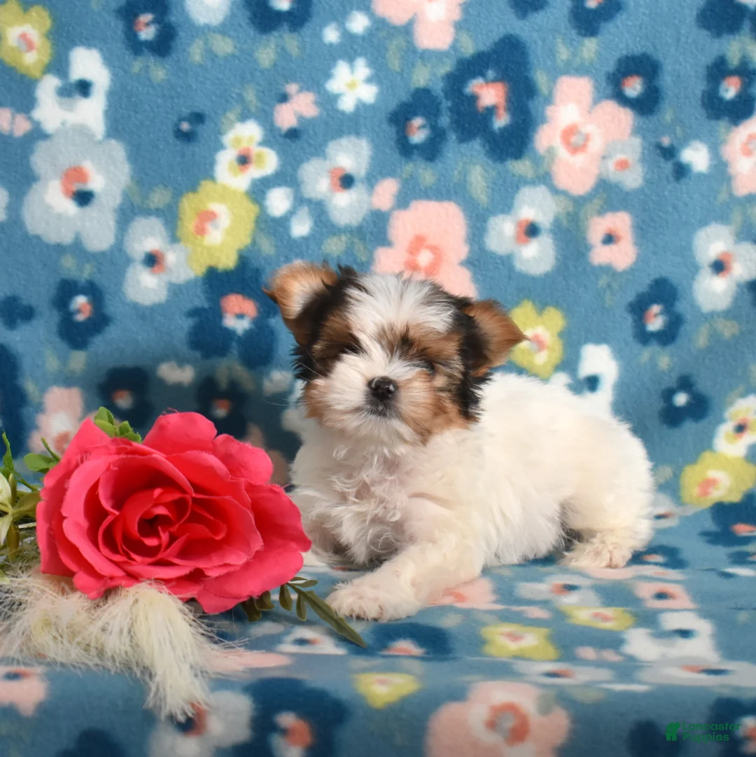 Yorkshire Terrier dogs for sale: Graham  - Ad 4