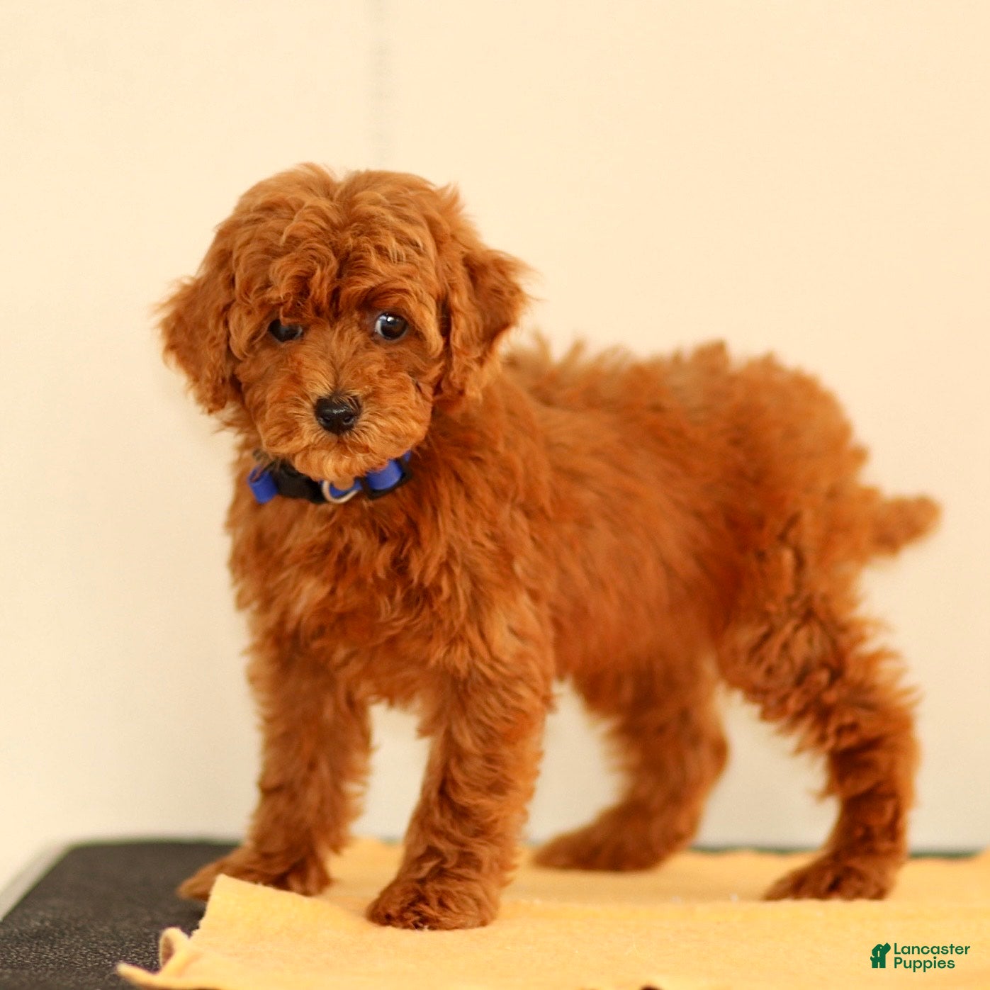 Miniature Poodle dogs Monroe - Ad 1