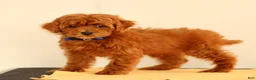 Miniature Poodle dogs for sale: Monroe - Ad 1