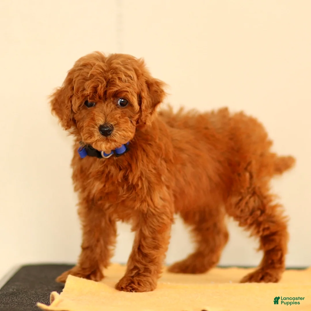 Miniature Poodle dogs for sale: Monroe - Ad 1