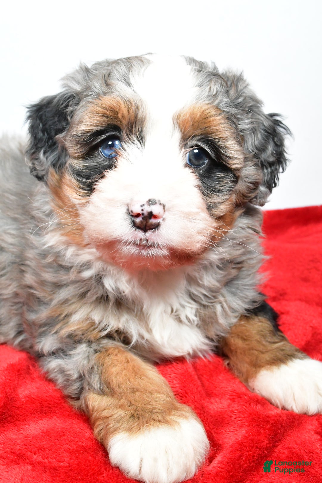 Mini Bernedoodle dogs for sale: Lola - Ad 12