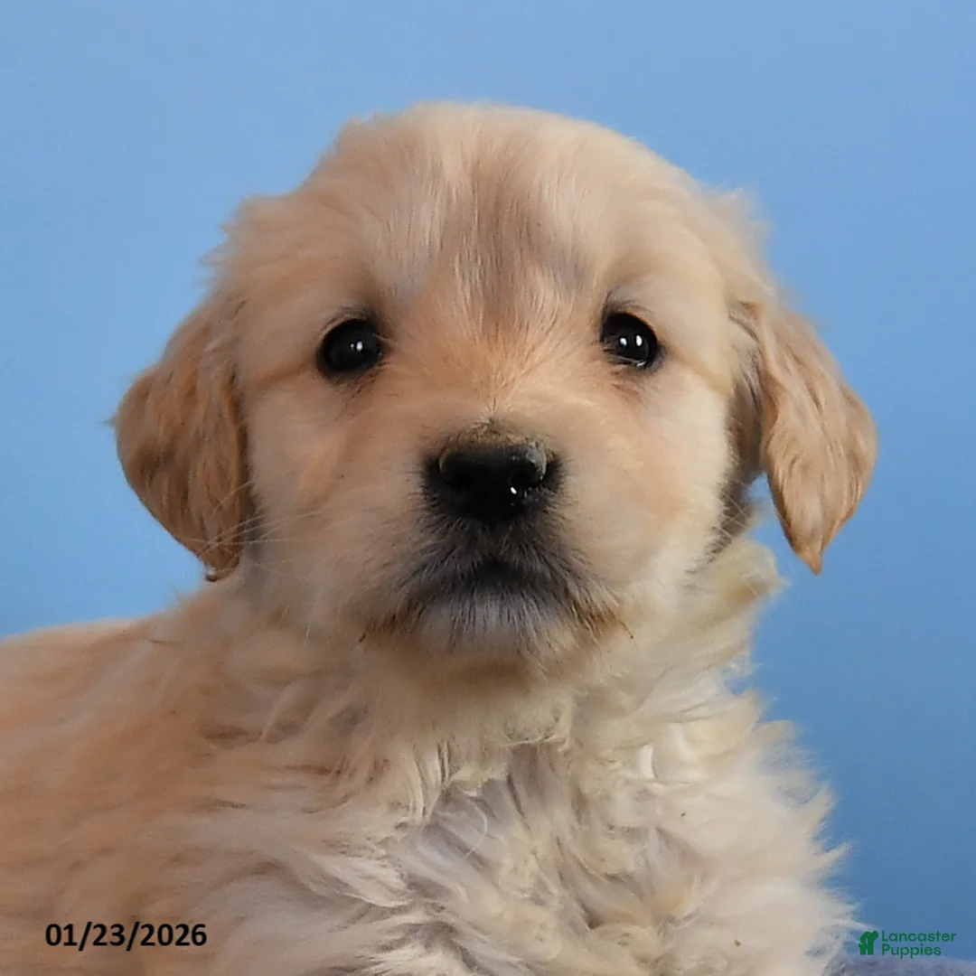 Golden Retriever dogs for sale: Olivia - Ad 2