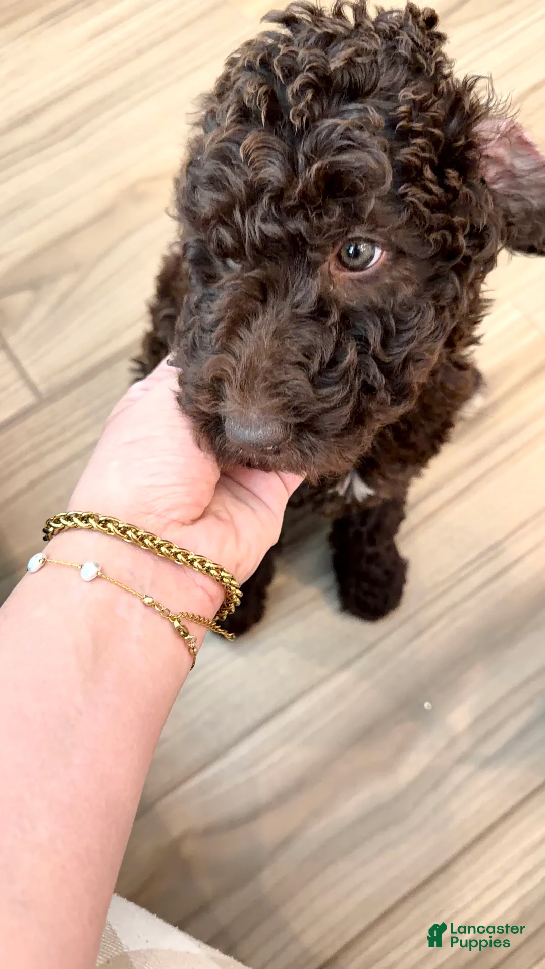 Standard Poodle dogs for sale: Standard Poodle Puppy 1 - Ad 3