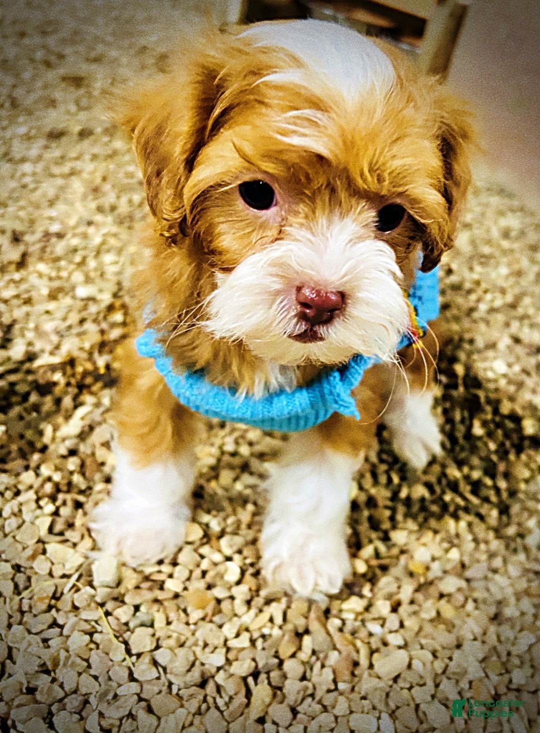 Havapoo dogs for sale: Trinket - Ad 3