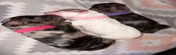 Cockapoo dogs for sale: Storm - Ad 8