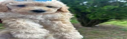 Toy Poodle dogs for sale: Toy Poodle 3 - Ad 14