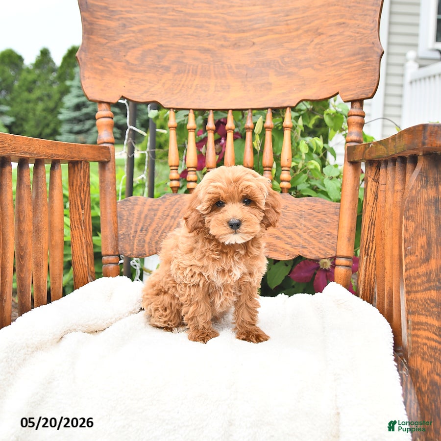 Mini Goldendoodle dogs Reggie - Ad 1