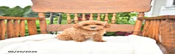 Mini Goldendoodle dogs for sale: Reggie - Ad 3