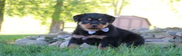 Rottweiler dogs for sale: Ranger - Ad 2