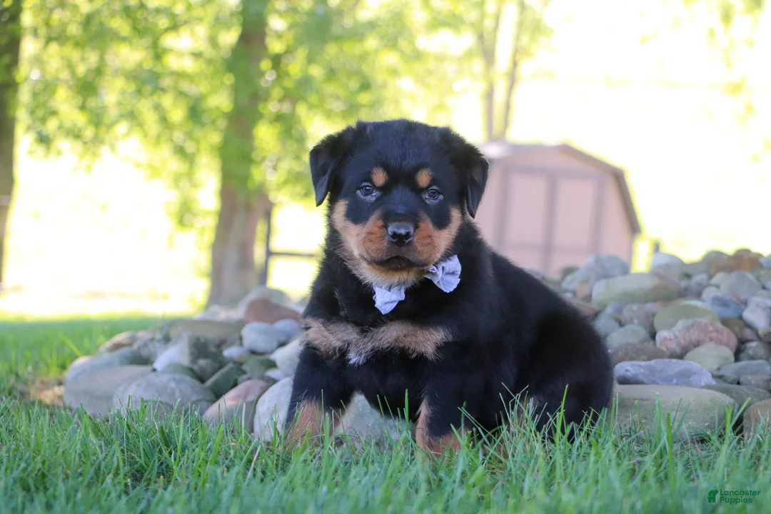 Rottweiler dogs for sale: Ranger - Ad 2