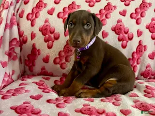 Doberman Pinscher dogs Opal-NOT AMISH - Ad 21