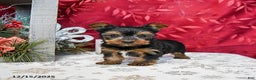 Yorkshire Terrier dogs for sale: Teddy - Ad 3