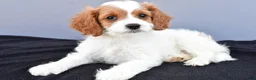 Cavapoo dogs for sale: Nora - Ad 8