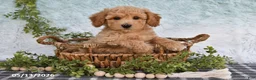 Bichpoo dogs for sale: Hugo - Ad 2