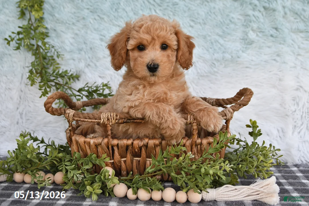 Bichpoo dogs for sale: Hugo - Ad 2