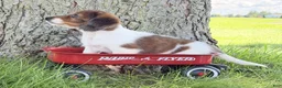 Miniature Dachshund dogs for sale: Claire - Ad 5