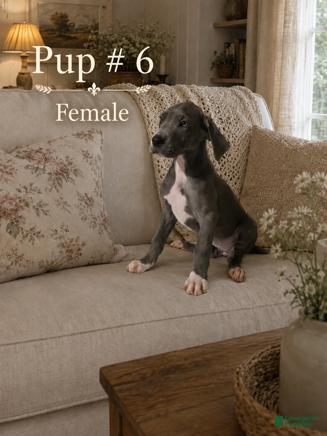 Great Dane dogs Great Dane 6 - Ad 35