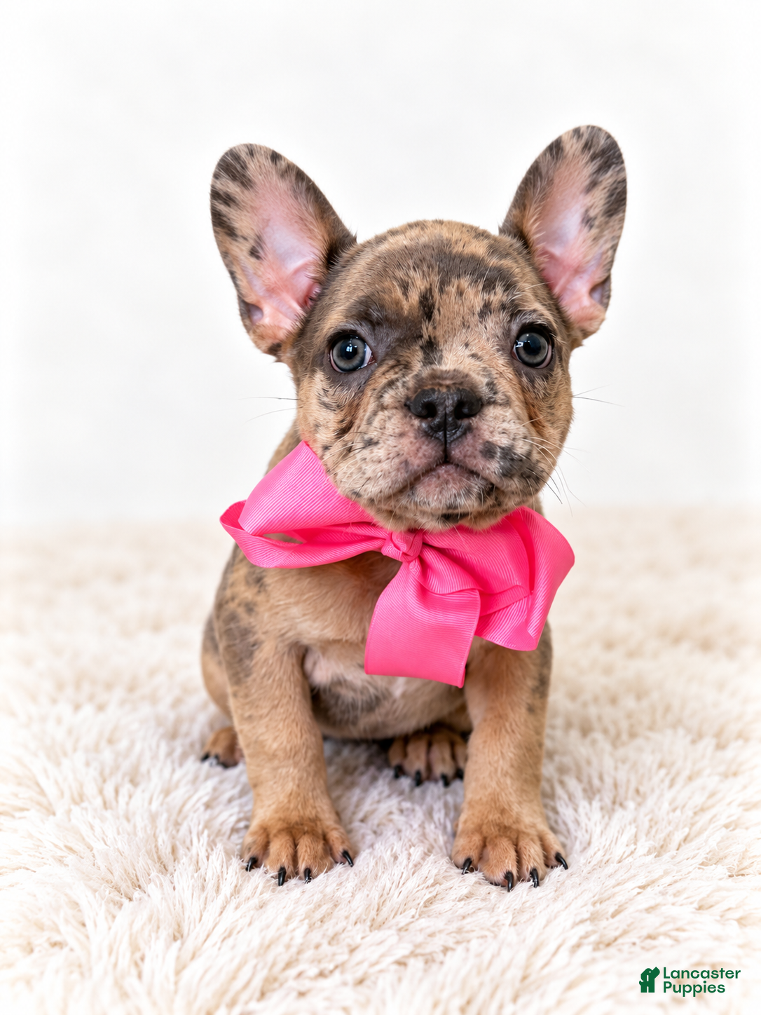 French Bulldog dogs Monroe - Ad 15