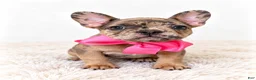 French Bulldog dogs for sale: Monroe - Ad 1