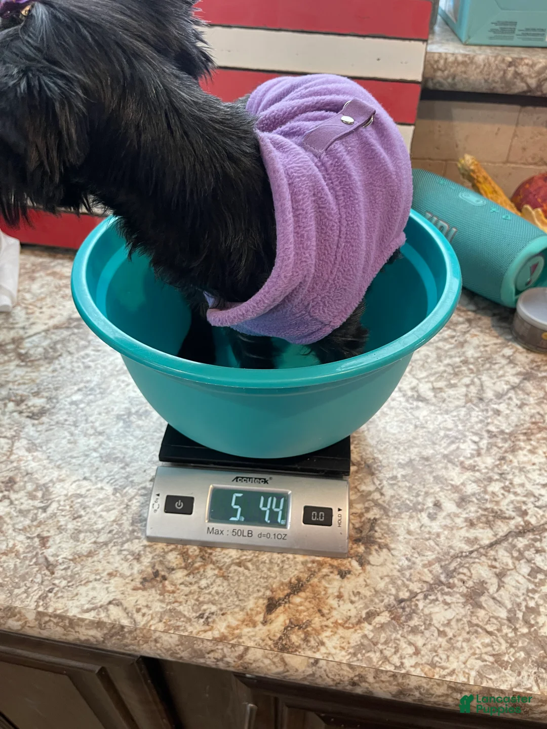 Yorkshire Terrier dogs for sale: KB Black Mia 5 pounds  - Ad 10