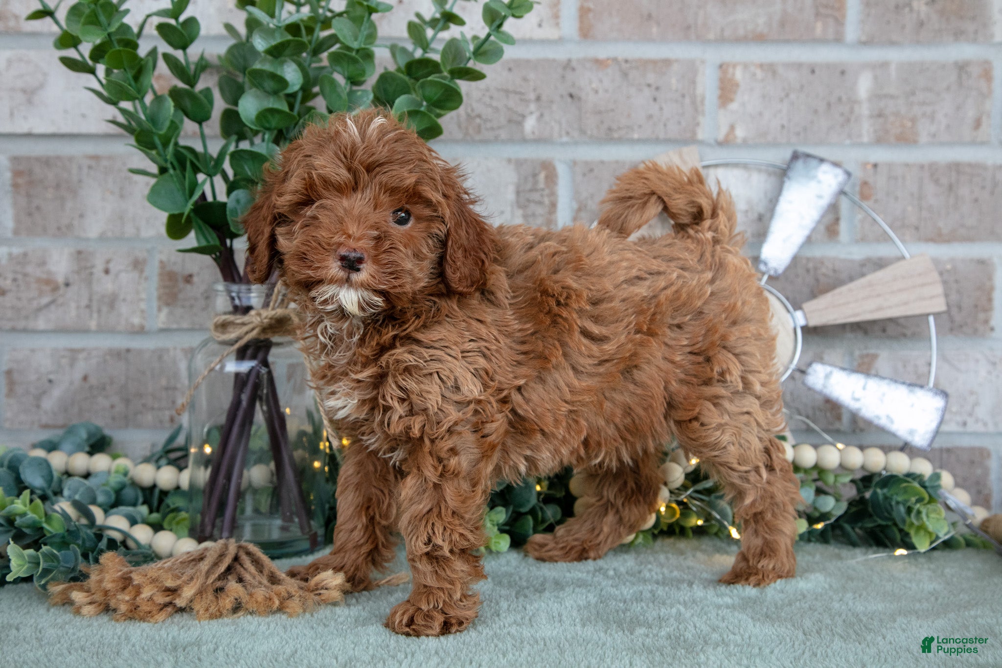 Mini Goldendoodle dogs Tulip - Ad 1