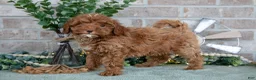 Mini Goldendoodle dogs for sale: Tulip - Ad 1