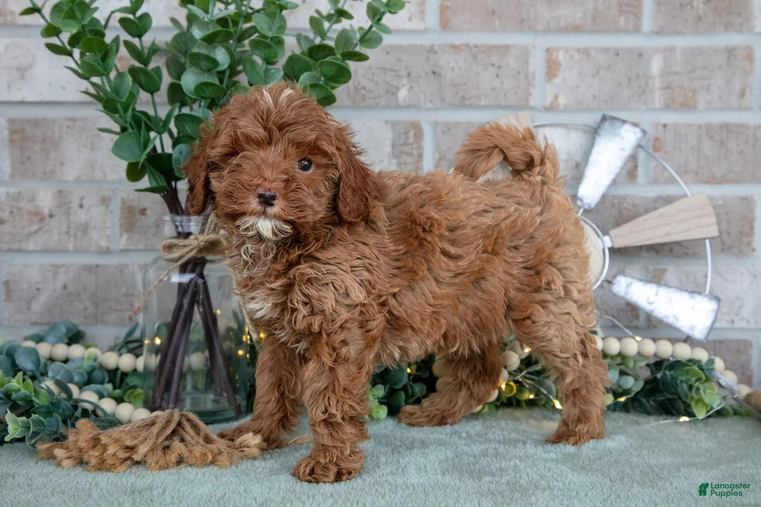Mini Goldendoodle dogs for sale: Tulip - Ad 1