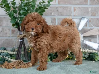 Mini Goldendoodle dogs for sale: Tulip - Ad 2