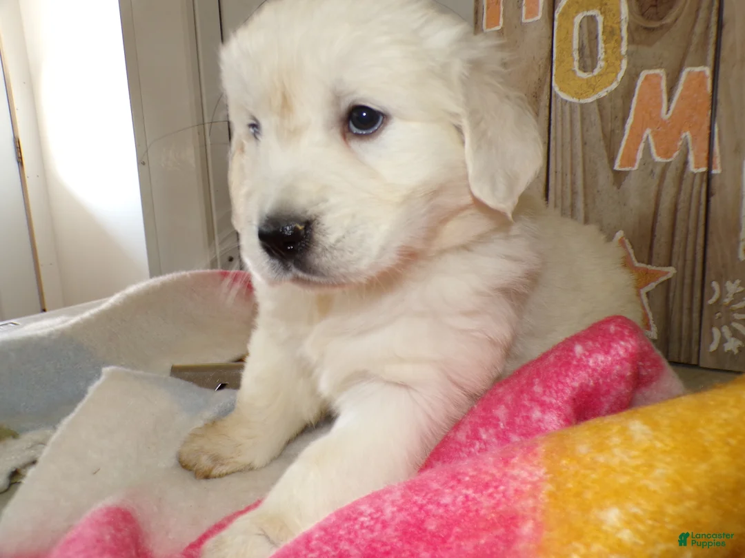 Golden Retriever dogs for sale: Golden Retriever Puppy 4 Kyrista - Ad 3