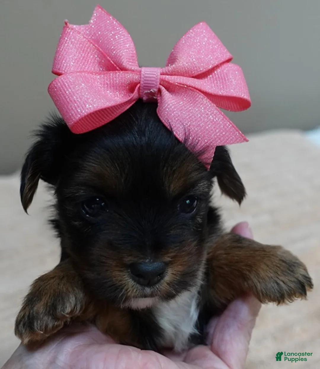 Yorkshire Terrier dogs for sale: Bubbles  - Ad 2