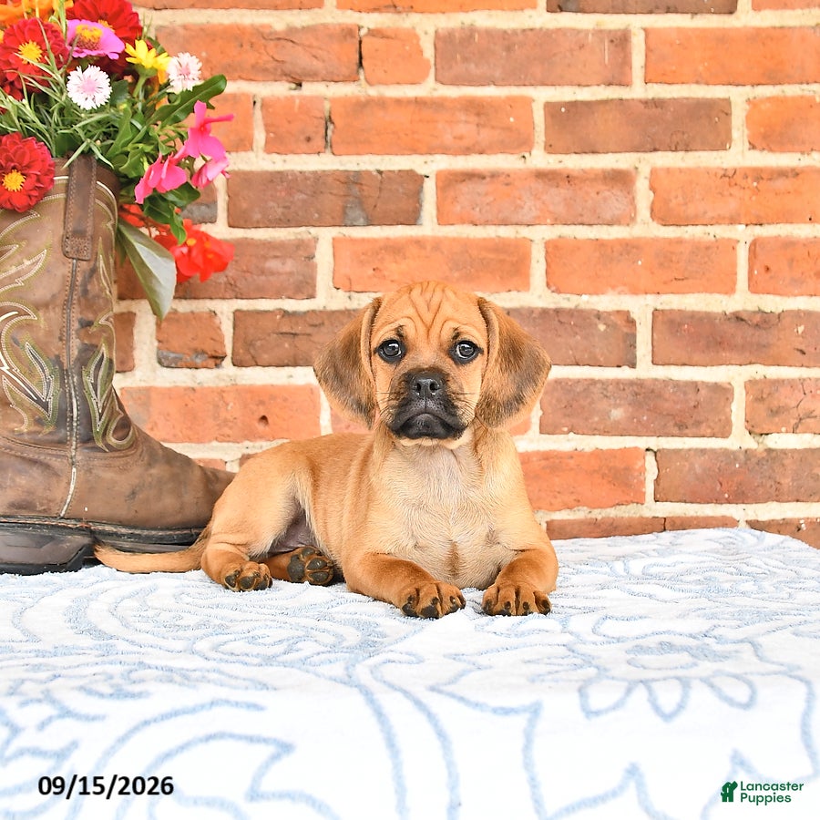 Puggle dogs Simpkins - Ad 1