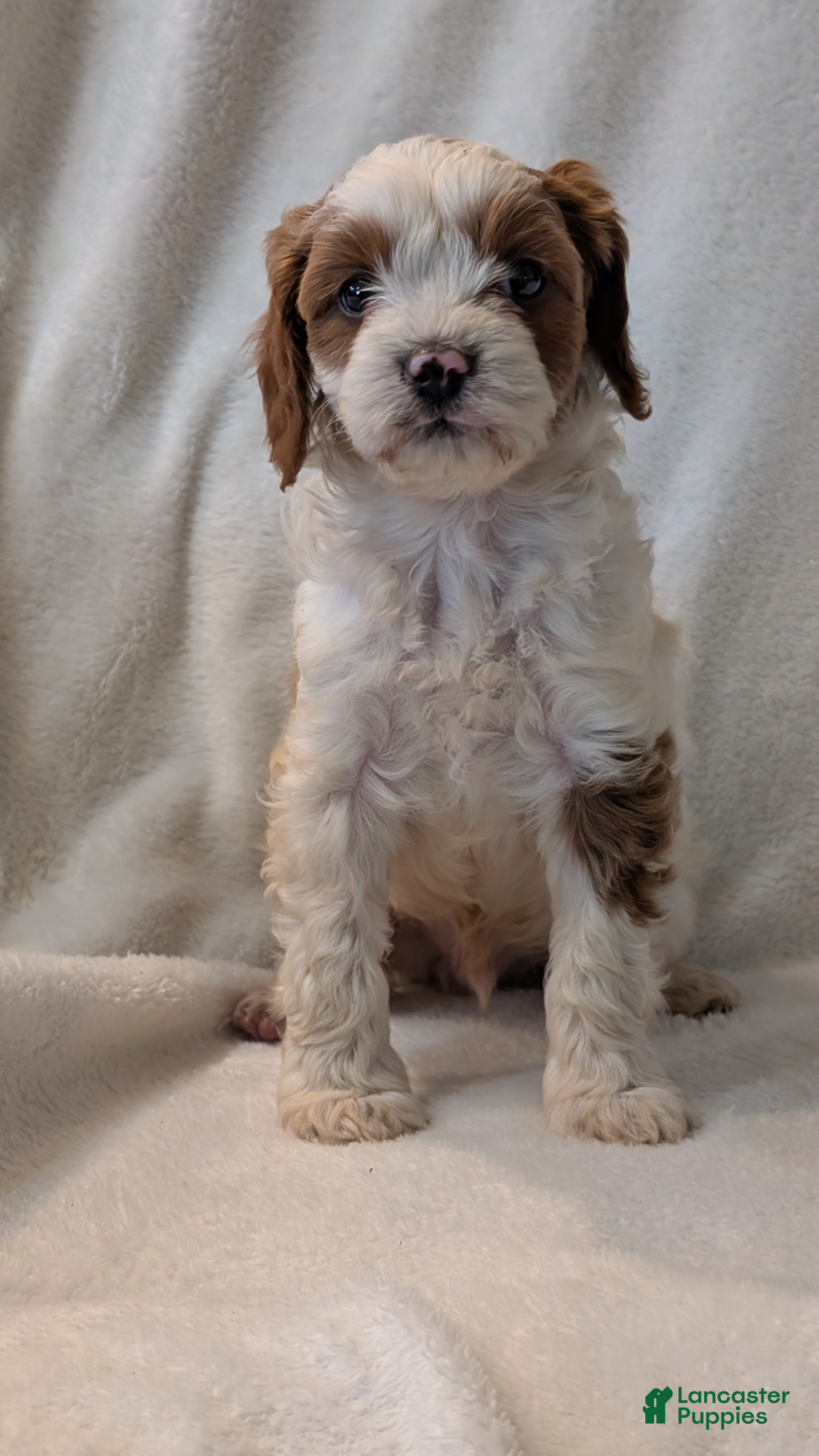 Cavapoo dogs for sale: Basil - Ad 2