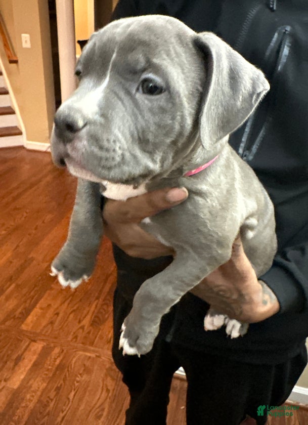 American Bully dogs Penny (Dark Pink) ABKC Blue - Ad 19