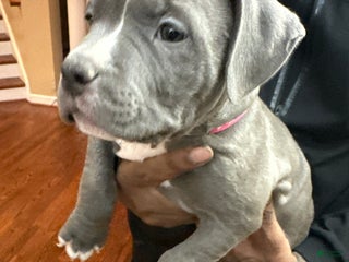 American Bully dogs Penny (Dark Pink) ABKC Blue - Ad 30