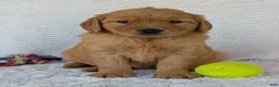 Golden Retriever dogs for sale: Miss Honey  - Ad 3