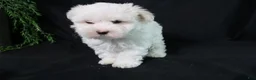 Maltese dogs for sale: Molly - Ad 6