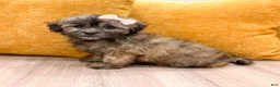 Shihpoo dogs for sale: Jewel - Ad 3