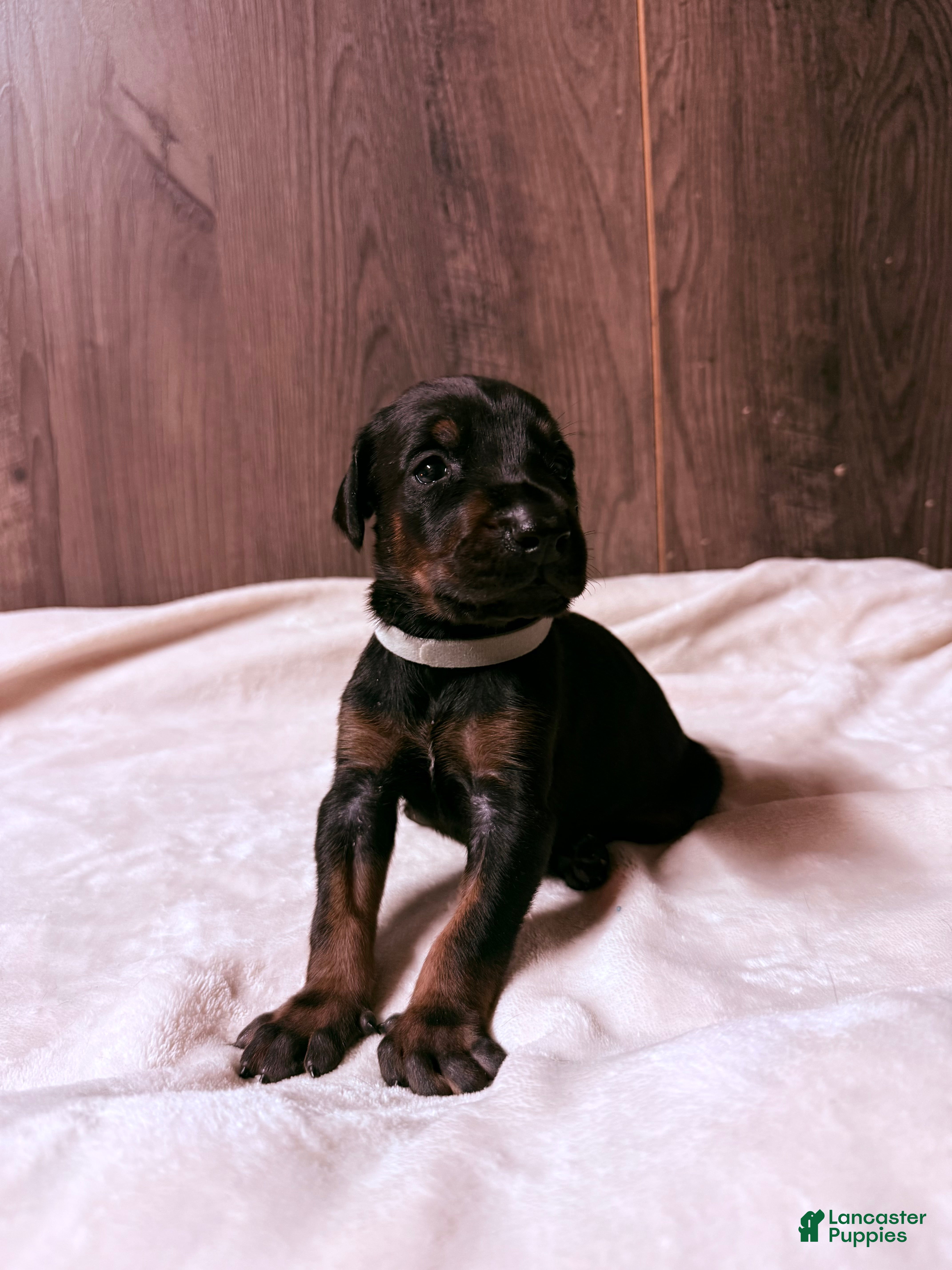 Doberman Pinscher dogs Ghost - Ad 1
