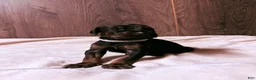 Doberman Pinscher dogs for sale: Ghost - Ad 1