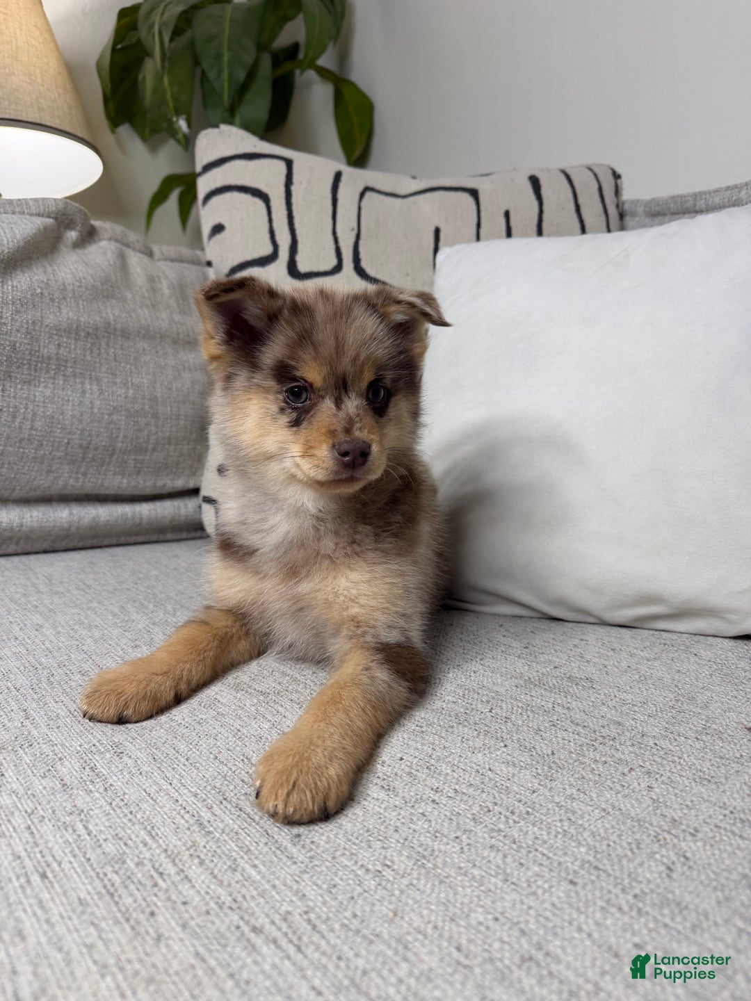 Pomsky dogs for sale: Molly - Ad 7
