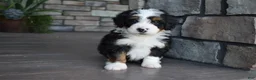 Mini Bernedoodle dogs for sale: Cuddles - Ad 4