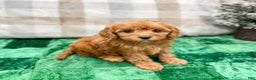 Cavapoo dogs for sale: Hennri - Ad 3