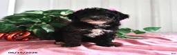 Miniature Poodle dogs for sale: Bessie - Ad 2