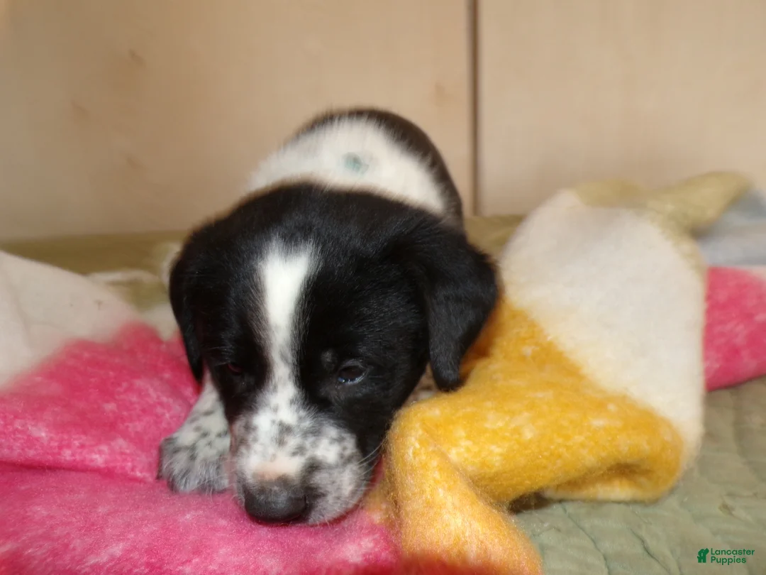 Border Collie dogs for sale: Border Collie Puppy 1 Spotty - Ad 4