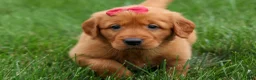 Golden Retriever dogs for sale: Quinny 🐾  - Ad 3